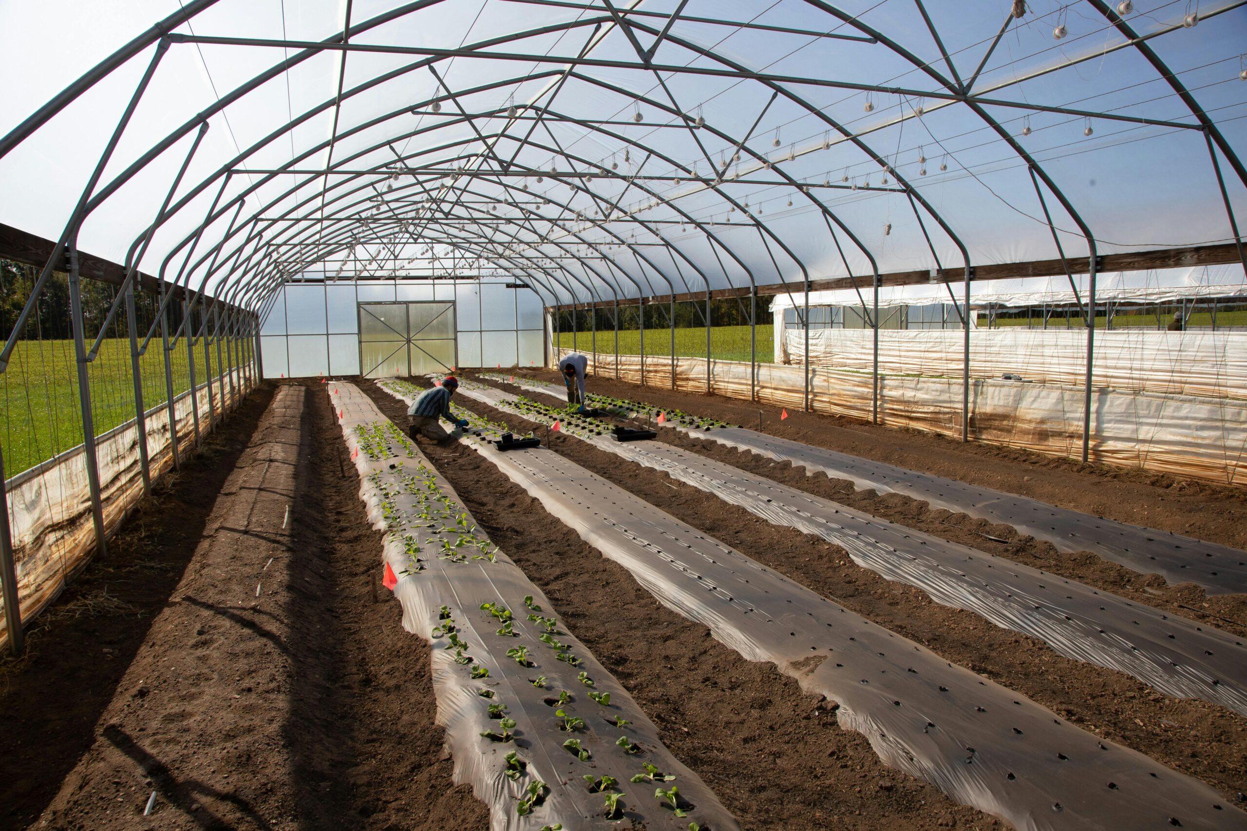 Uprawa pod osłoną – jak tunel foliowy 6×3 wpływa na wzrost roślin?